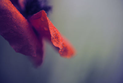 Close-up of red flower