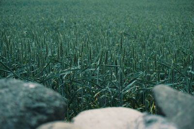 Close-up of grass growing in farm