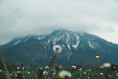 Close-up of flowering plants on field against sky