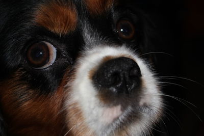 Close-up portrait of a dog