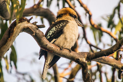 Low angle view of kookaburra perching on branch