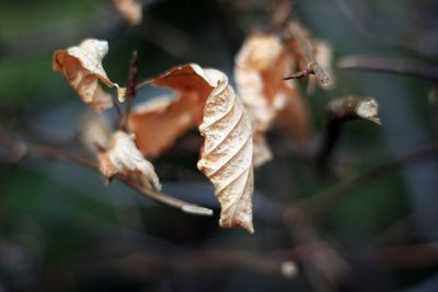 Close-up of plant