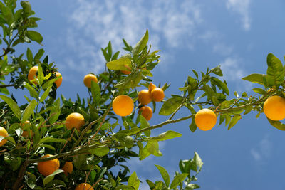 Low angle view of oranges growing on tree against sky