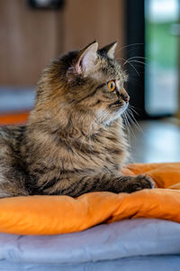 Close-up of a cat at home