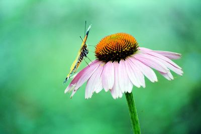 Close-up of butterfly pollinating on eastern purple coneflower