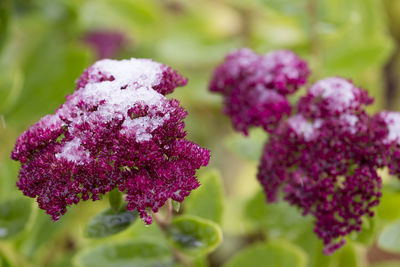 Close-up of purple flowering plant