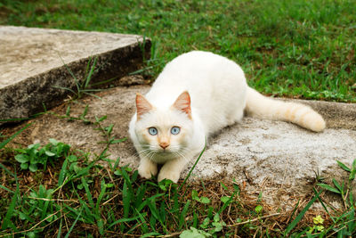 Cute red point cat with blue eyes is lying on the street.