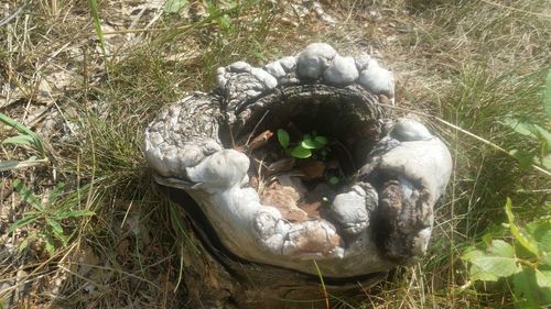 High angle view of bird in nest on field