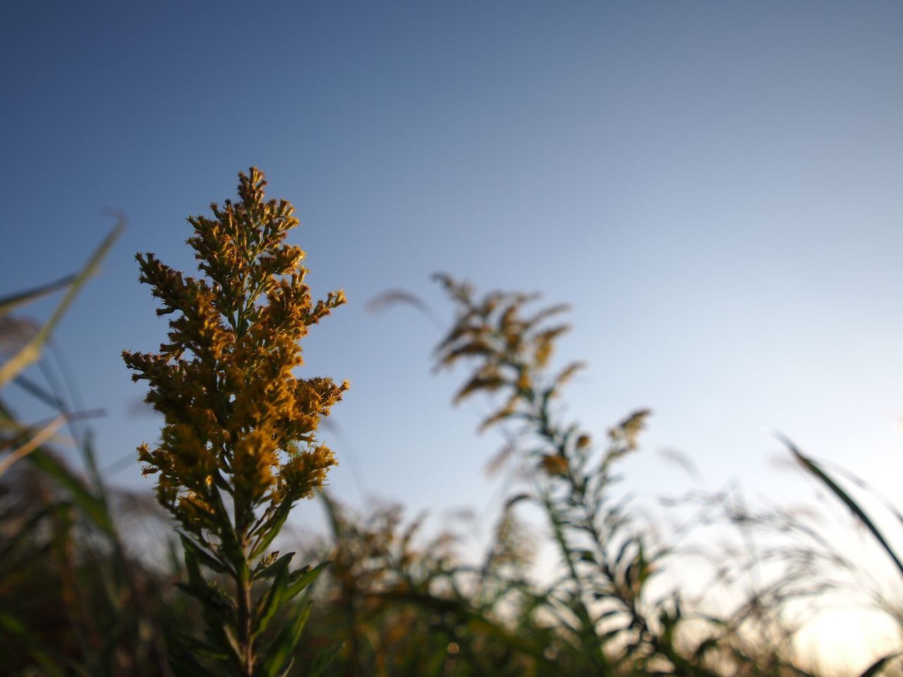 growth, plant, close-up, stem, focus on foreground, leaf, nature, clear sky, selective focus, beauty in nature, outdoors, tranquility, green, growing, scenics, day, fragility, botany, sky, freshness, no people, springtime, green color, uncultivated, color image, tranquil scene, in bloom