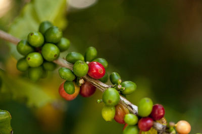 Coffee bean coffea arabica caturra grows in southern florida 