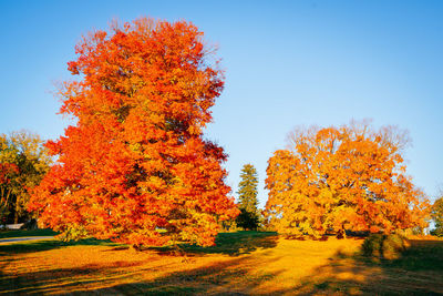 Autumn trees on field against clear sky