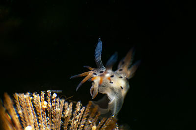 Close-up of fish swimming in aquarium