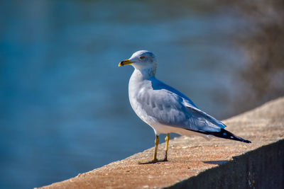 Close-up of seagull perching on retaining wall