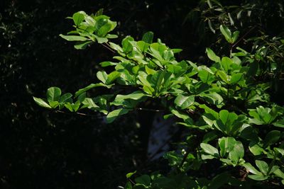 Close-up of fresh green plants