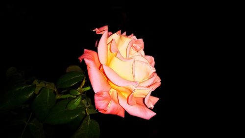 Close-up of a flower against black background