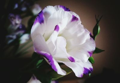 Close-up of pink flower blooming outdoors