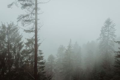 Trees in forest during foggy weather