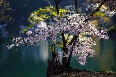 Close-up of white flowers on tree