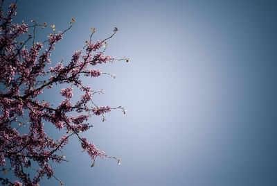 Low angle view of flower tree against clear sky