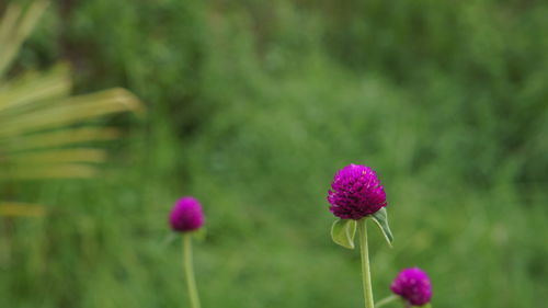 Close-up of pink flowering plant on field