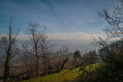 Scenic view of bare trees against sky