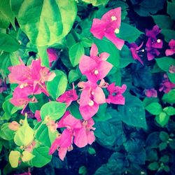 Close-up of pink flowers