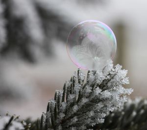 Close-up of bubbles in winter