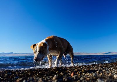 Dog on beach against clear blue sky