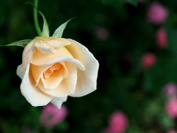 Close-up of white rose