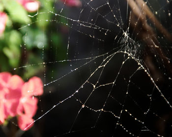 Close-up of spider on web