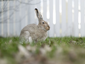 Close-up of rabbit on grass