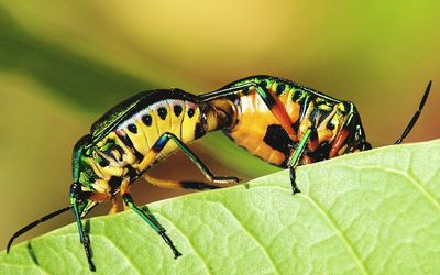 Close-up of insect on leaf
