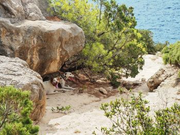 Dogs relaxing by rock formation at beach