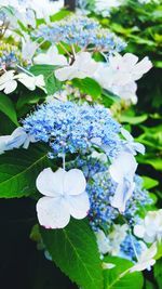 Close-up of white flowers blooming outdoors