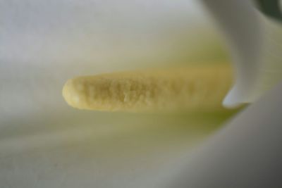 Close-up of plant against blurred background