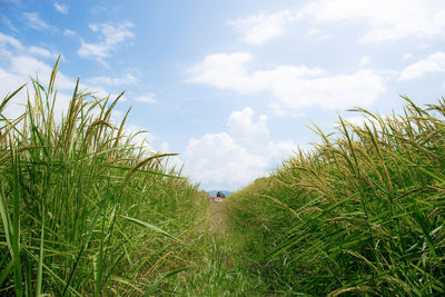 Plants growing on land against sky
