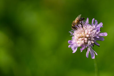 Close-up of insect on purple flower