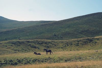 Horses in a field