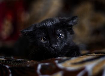 Portrait of black cat