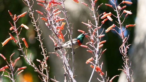 Close-up of bird perching on plant