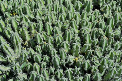 Full frame shot of cactus growing on field