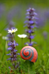 Close-up of snail on flower