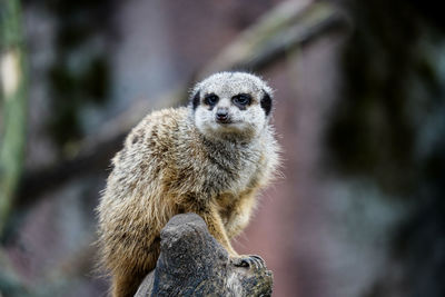 Close-up of meerkat