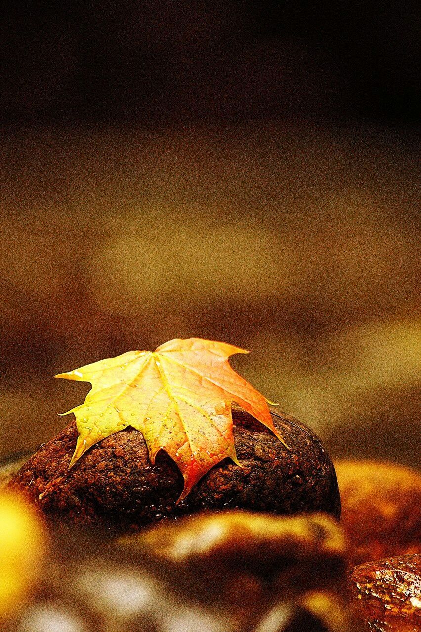 leaf, autumn, close-up, leaf vein, leaves, change, selective focus, nature, dry, natural pattern, focus on foreground, season, fallen, beauty in nature, maple leaf, outdoors, yellow, tranquility, orange color, no people