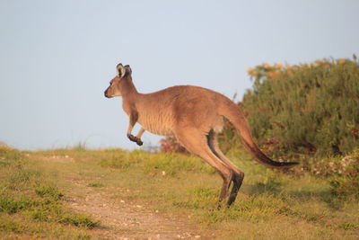 Side view of kangaroo jumping on field