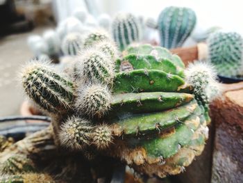 Close-up of prickly pear cactus