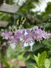 Close-up of pink flowering plant