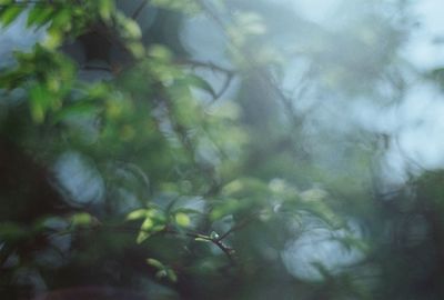 Close-up of plant against blurred background