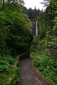 View of lush foliage