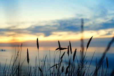 Close-up of silhouette plants against sky during sunset